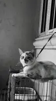 Female Mixed Breed Cat - 1+ Year Old - 1