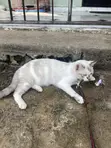 Female Mixed Breed Cat - 1+ Year Old - 2