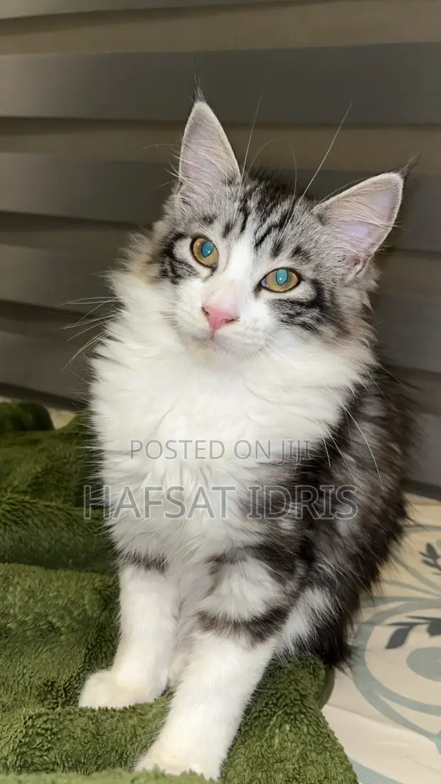 Male Mixed Breed Cat, 3-6 Months - 1