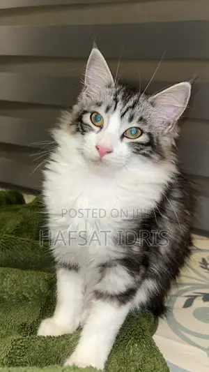Male Mixed Breed Cat, 3-6 Months