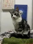 Male Mixed Breed Cat, 3-6 Months - 2