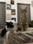 Male Mixed Breed Cat, 3-6 Months - 3