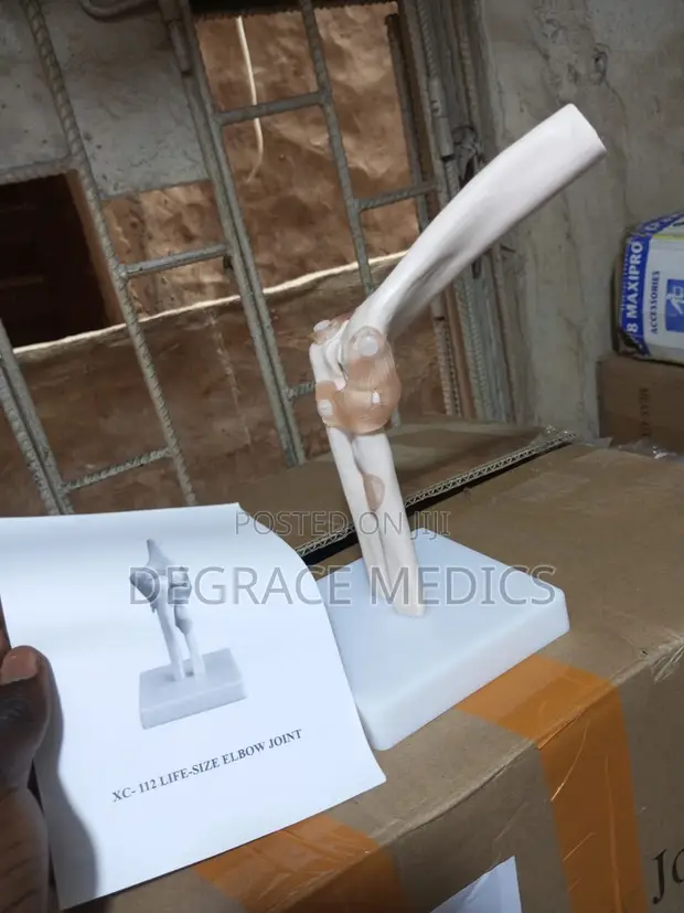 Life Size Elbow Joint Model - 1