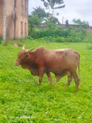 Large Sized Cows Available