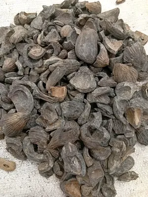 Palm Kernel Shells for Sale