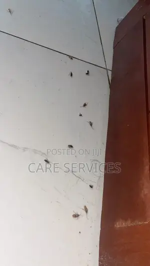 Professional Cockroach Elimination Services