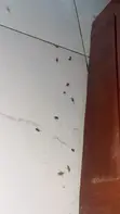 Sabis na Kawar da Mazaunai masu Inganci - 1