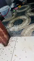 Sabis na Kawar da Mazaunai masu Inganci - 3