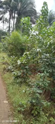 400 Plots of Virgin Land for Sale in Ndoki - 2
