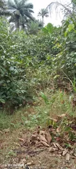 400 Plots of Virgin Land for Sale in Ndoki - 3
