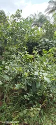 400 Plots of Virgin Land for Sale in Ndoki - 4