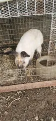 Quality Rabbits for Sale in Kubwa, Abuja - 2