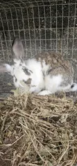 Quality Rabbits for Sale in Kubwa, Abuja - 3