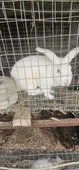 Quality Rabbits for Sale in Kubwa, Abuja - 4