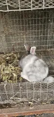 Quality Rabbits for Sale in Kubwa, Abuja - 5