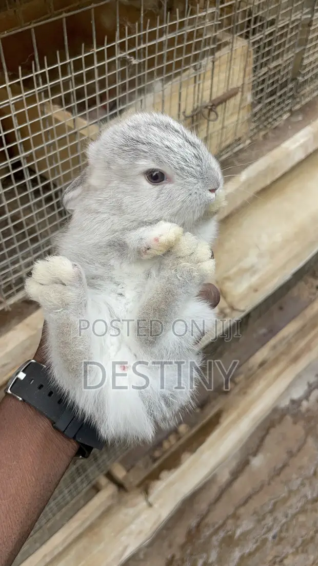 American Chinchilla Rabbits - 1