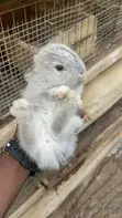 American Chinchilla Rabbits - 1