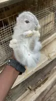 American Chinchilla Rabbits - 2