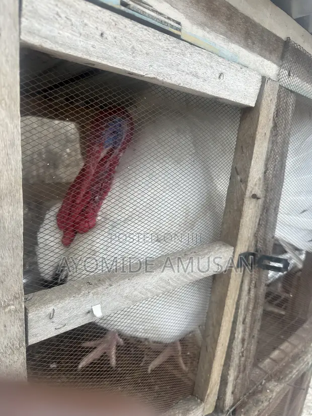 Turkey - Almost 2 Years Old - 1