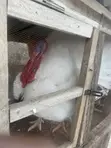 Turkey - Almost 2 Years Old - 1