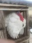 Turkey - Almost 2 Years Old - 2