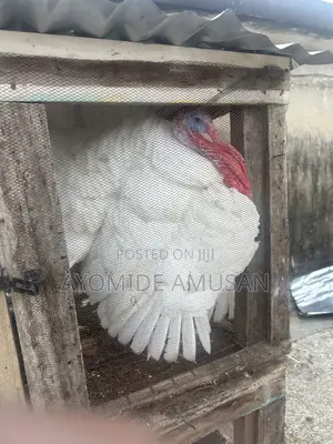 Turkey - Almost 2 Years Old
