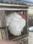 Turkey - Almost 2 Years Old - 3