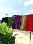 Colored Carpet Grass - 5