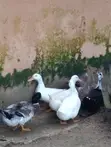 Foreign Breed Ducks - Matured - 1