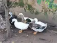 Foreign Breed Ducks - Matured - 2