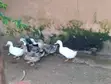 Foreign Breed Ducks - Matured - 3