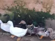 Foreign Breed Ducks - Matured - 4