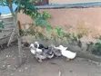 Foreign Breed Ducks - Matured - 5