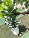 Artificial Flower - 3