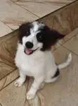 Female Border Collie Mix Puppy (1-3 Months) - 1