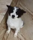 Female Border Collie Mix Puppy (1-3 Months) - 2