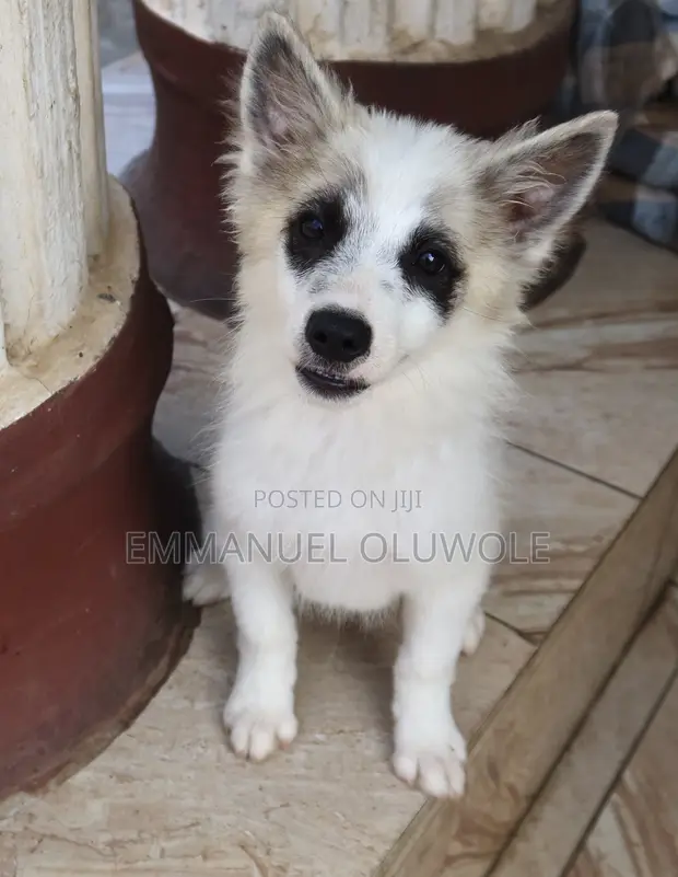Kare Dan Kaka Mai Gauraye na Border Collie, Wata 1-3 - 1
