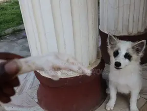Kare Dan Kaka Mai Gauraye na Border Collie, Wata 1-3