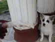 Kare Dan Kaka Mai Gauraye na Border Collie, Wata 1-3 - 2