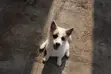 Kare Dan Kaka Mai Gauraye na Border Collie, Wata 1-3 - 3