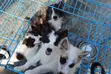 Kare Dan Kaka Mai Gauraye na Border Collie, Wata 1-3 - 4