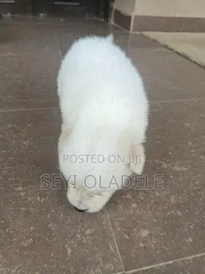 Zuriya Mai Tsarki Ta American Eskimo Puppy - Wata 1-3
