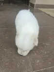 Zuriya Mai Tsarki Ta American Eskimo Puppy - Wata 1-3 - 1