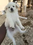 Zuriya Mai Tsarki Ta American Eskimo Puppy - Wata 1-3 - 2