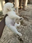 Zuriya Mai Tsarki Ta American Eskimo Puppy - Wata 1-3 - 3