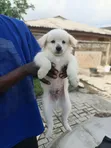 Zuriya Mai Tsarki Ta American Eskimo Puppy - Wata 1-3 - 4