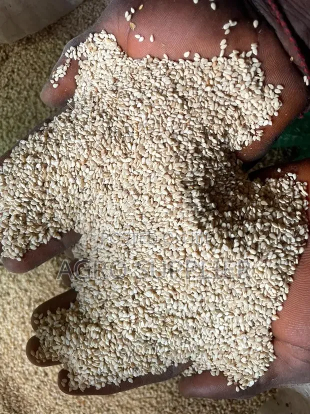 White Sesame Seeds Available - 1