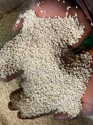 White Sesame Seeds Available