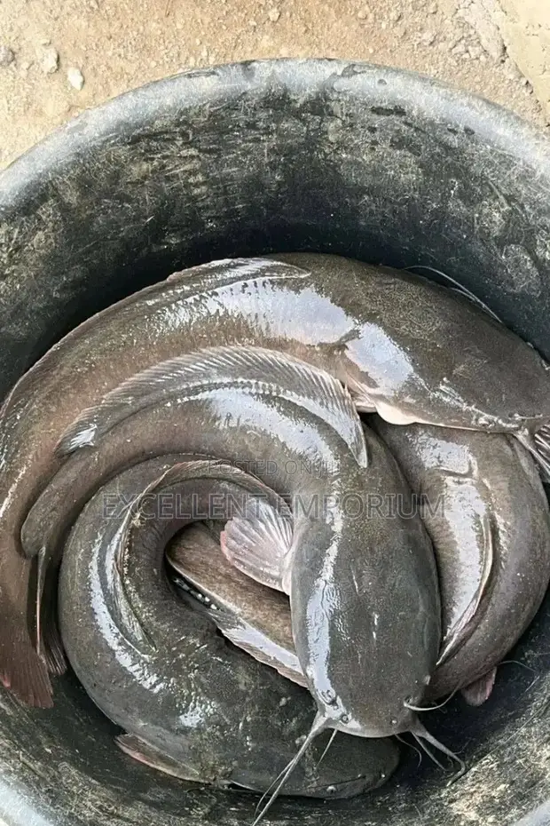 Fresh Farm Catfish - 1