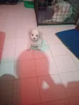 Female Lhasa Apso Puppy, 0-1 Month Old - 1